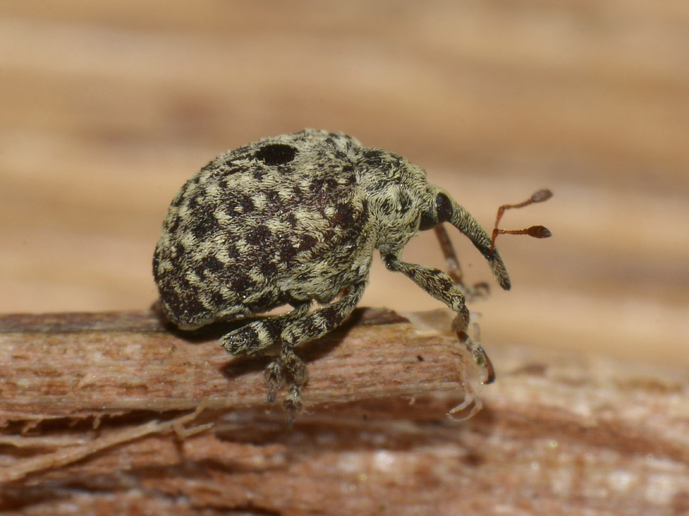 Cionus cf. hortulanus svernante